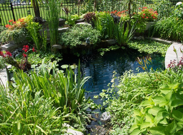 bassin de jardin plantes aquatiques