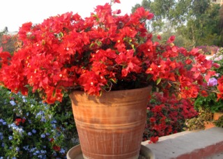 Bougainvillier en pot