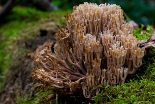 Champignon ou corail ?