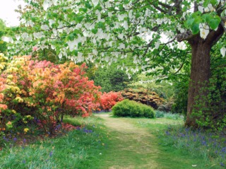 Davidia involucrata et azalées en fleurs