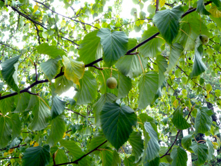Davidia : feuillage et fruits en fin d'été