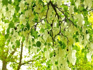 Fleurs et fruits de l'année précédente (Davidia involucrata)