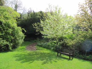 Davidia involucrata