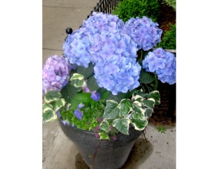 Hydrangea bleu en pot