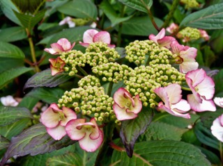 Hortensia Hovaria® 'Love You Kiss'