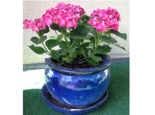 Hortensia en pot