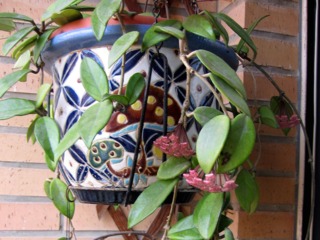 Hoya bella en suspension