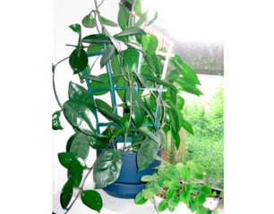 Hoya en pot - Feuillage
