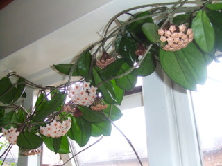 Hoya carnosa grimpant devant une fenêtre