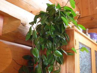Hoya carnosa