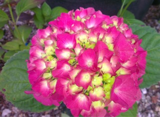Hydrangea macrophylla 'King George'