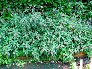 Impatiens arguta