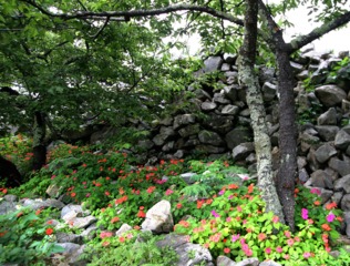 Impatiens walleriana