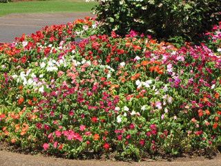 Impatiens walleriana dans un massif