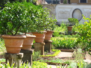 Orangers en pots