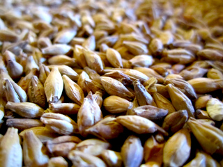 Malt d'orge (graines d'orge germées)