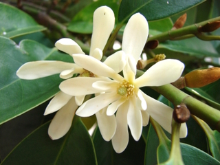 Michelia compressa