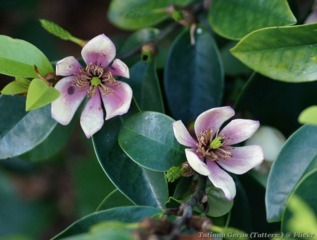 Michelia figo 'Coco'