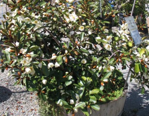 Michelia yunnanensis en pot