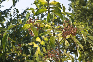 Poivrier de Sichuan (Zanthoxylum piperitum)