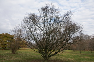 Poivrier de Sichuan (Zanthoxylum piperitum)
