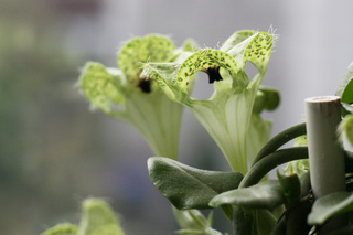 Ceropegia sandersonii - Fleurs