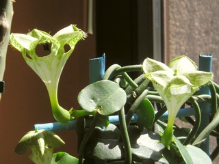 Ceropegia sandersonii