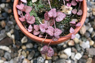 Ceropegia woodii à feuillage pourpre