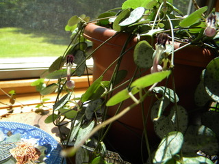 Ceropegia