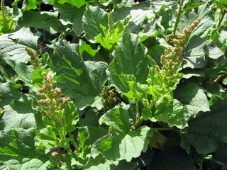 Chénopode Bon-Henri (Chenopodium bonus-henricus)