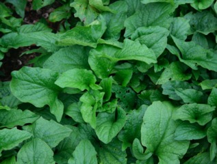 Chenopodium bonus-henricus