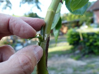 Insertion du greffon dans l'entaille en T