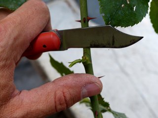 Prélèvement de l'écusson sur le rosier