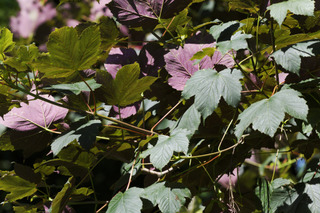 Acer pseudoplatanus atropurpureum