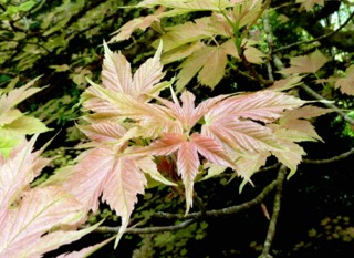 Acer pseudoplatanus brillantissimum