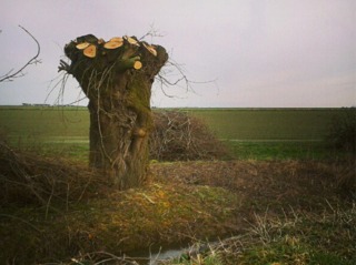 Arbre taillé en têtard