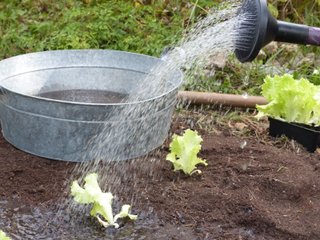 Arrosage en pluie des jeunes plants