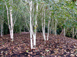 Belula utilis