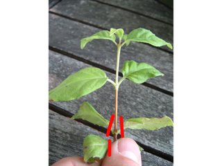 Habillage d'une bouture de fuchsia