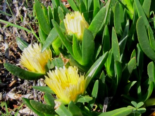 Carpobrotus edulis, fleurs jaune
