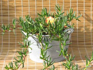 Carpobrotus en pot