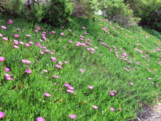 Carpobrotulis edulis sur un talus