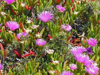 Carpobrotus virescens