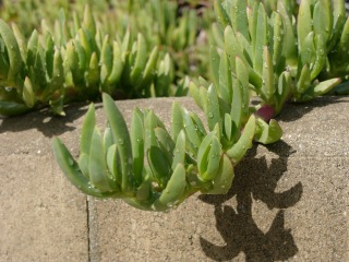 Carpobrotus, griffe de sorcière