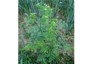 Cerfeuil tubéreux - Chaerophyllum bulbosum
