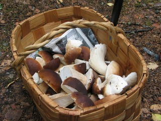 Récolte de cèpes