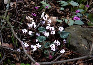 Cyclamen coum blanc