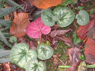 Cyclamen coum - Feuilles