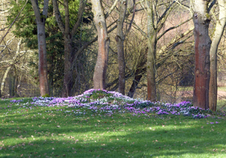 Tapis de cyclamen coum sous les arbres