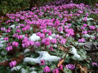 Cyclamen coum en hiver